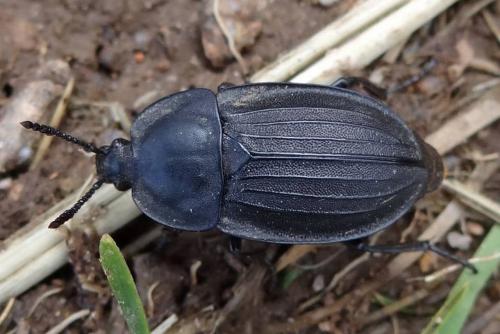 Réf. 186 227 : Silpha carinata